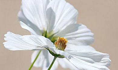 Bloem